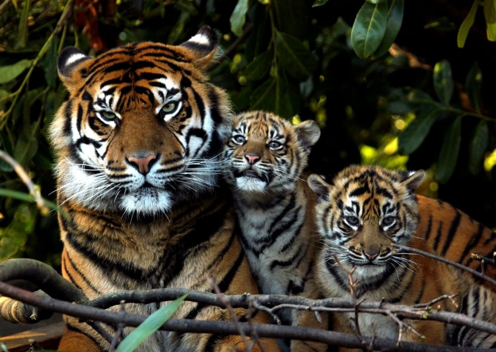 Female Sumatran Tiger with Cubs, by Brian Mckay