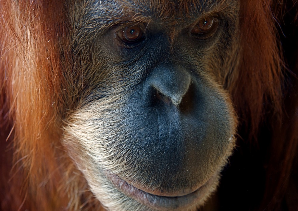 Sumatran Orangutan