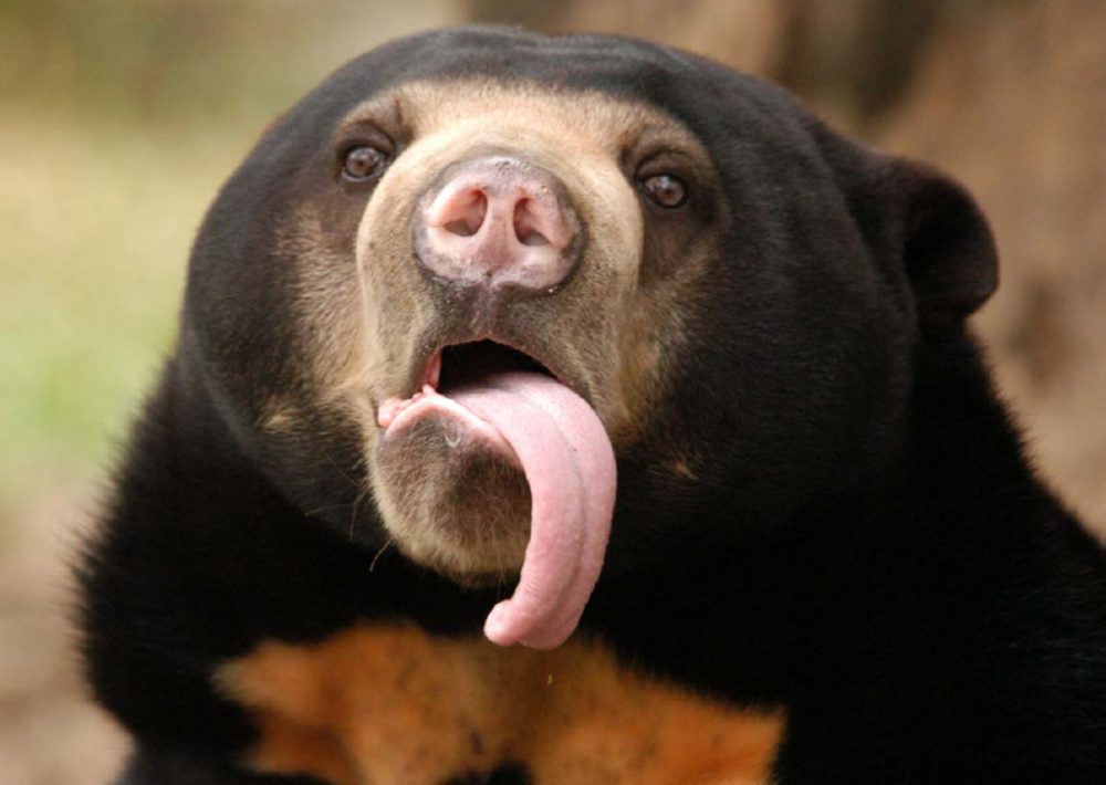 A Sun Bear with its tongue sticking out