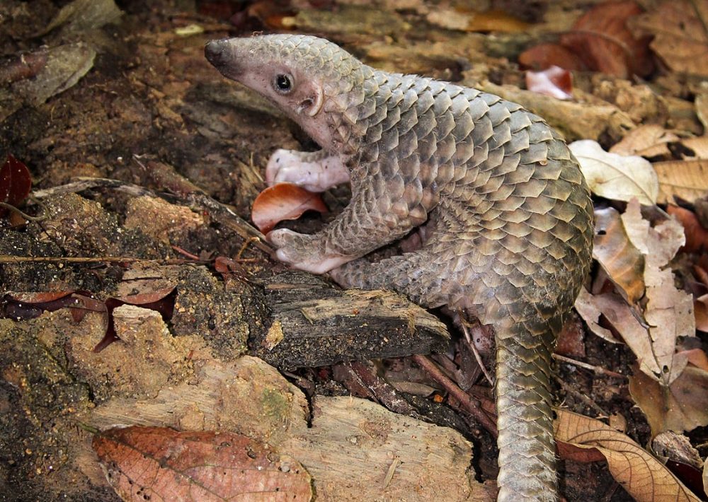 Sunda Pangolin