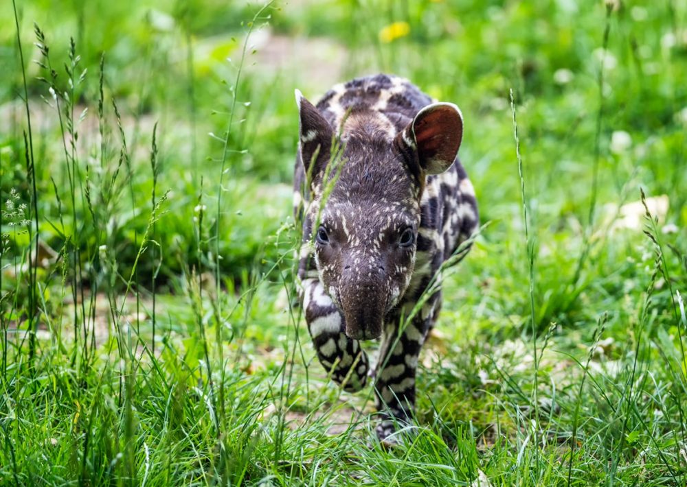 Tapir