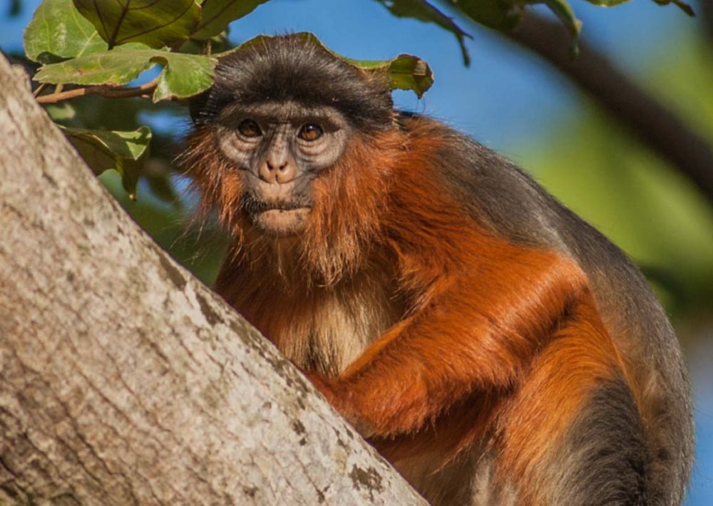 Red Colobus in a tree