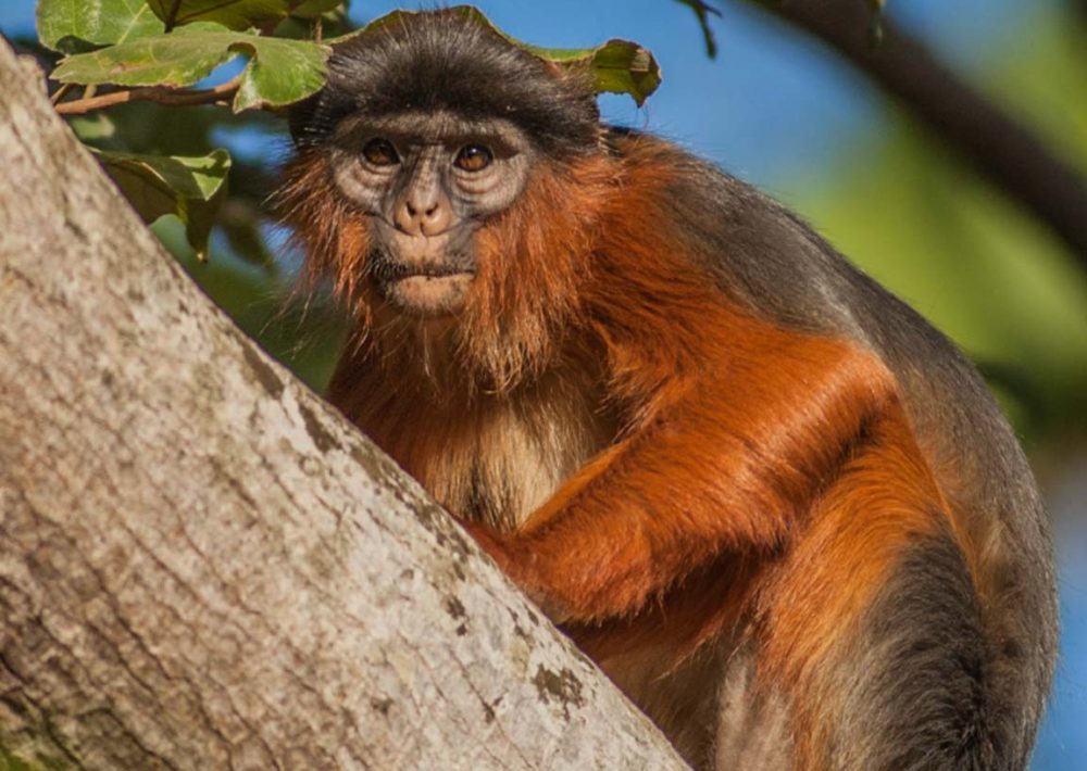 Red Colobus in a tree