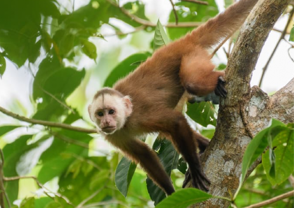 Varied White-fronted Capuchin