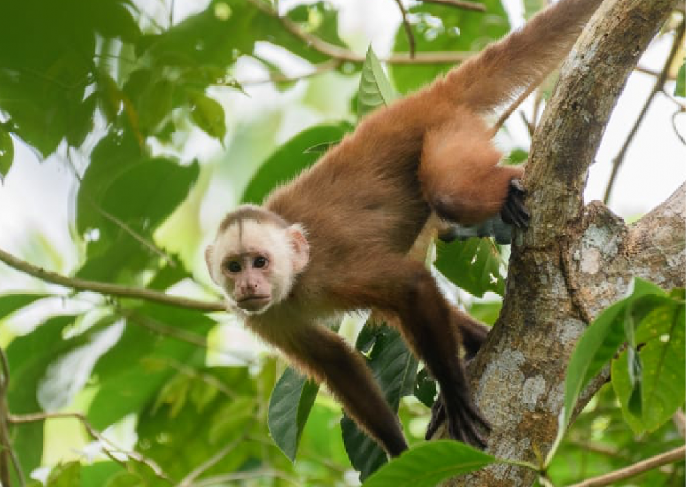 The Varied White-fronted Capuchin, photo by Santiago Rosado/Fundación Biodiversa