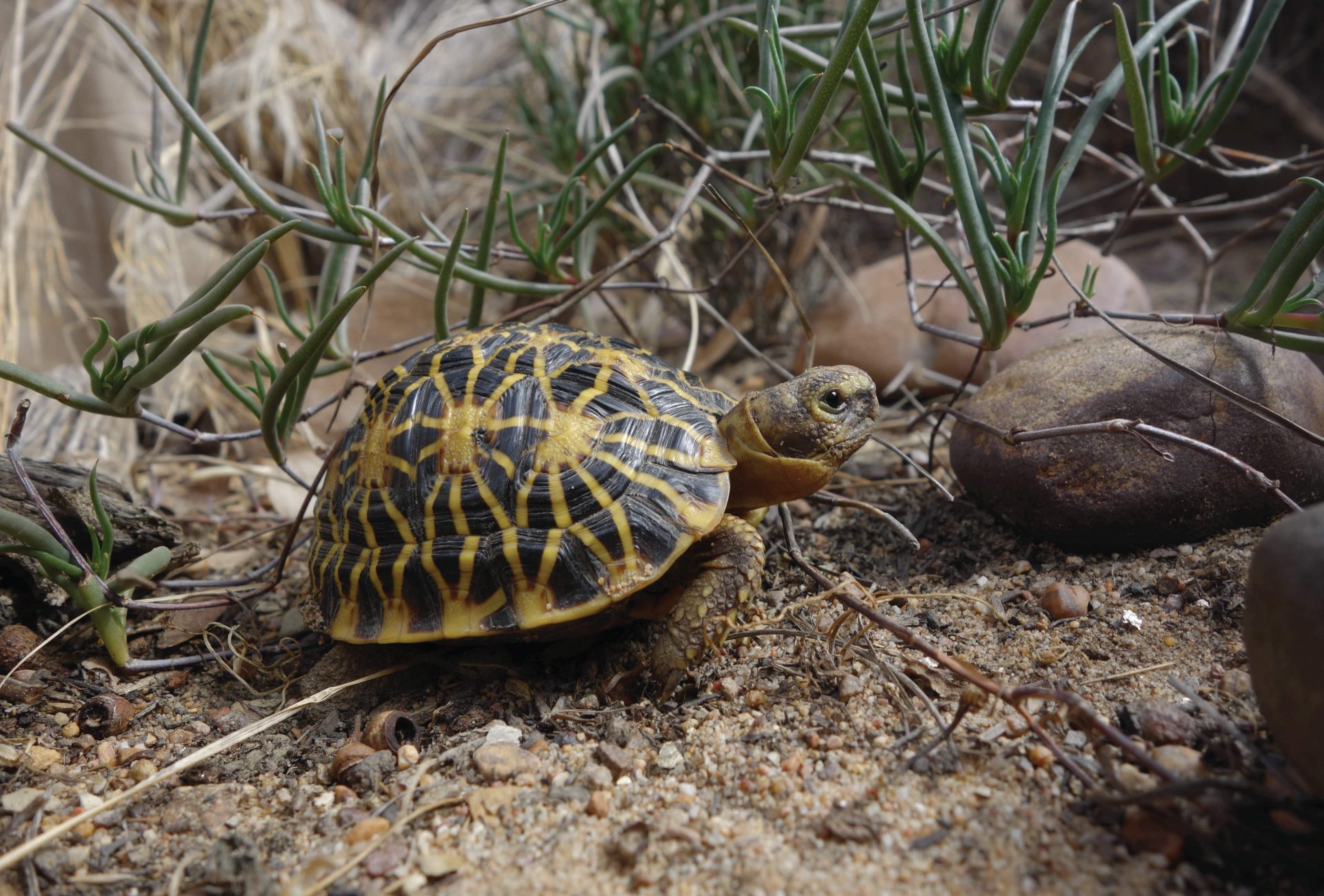 Young Geometric Tortoise Scaled