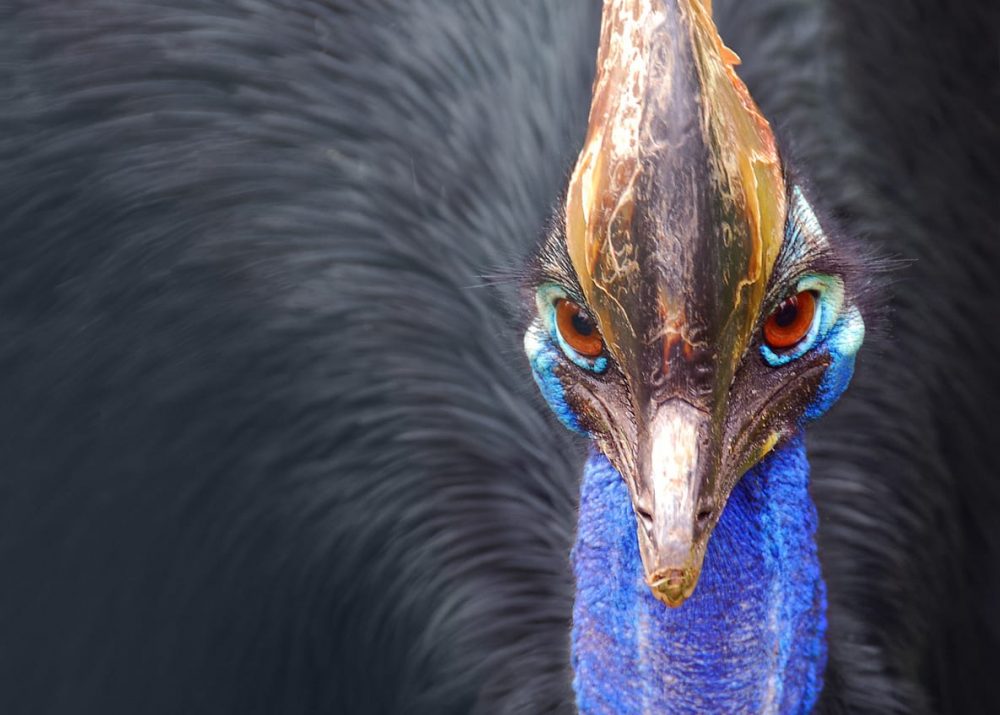 A cassowary