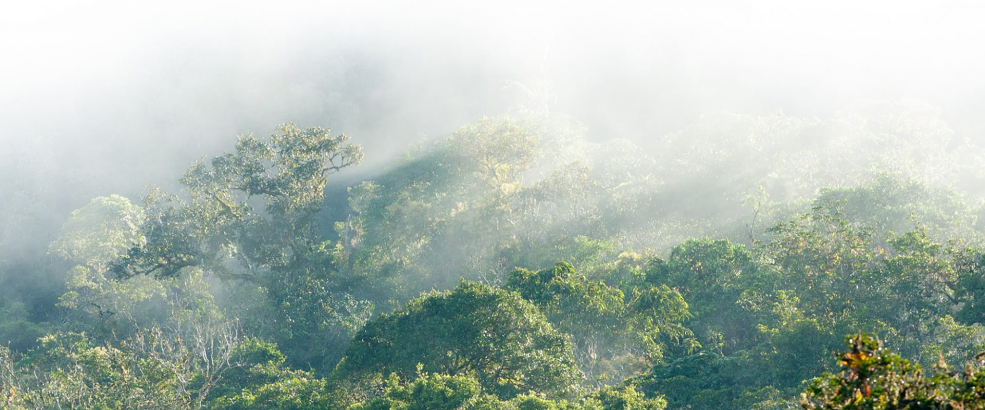 Strategic Land Purchase for the Cotton-top Tamarin – Rainforest Trust