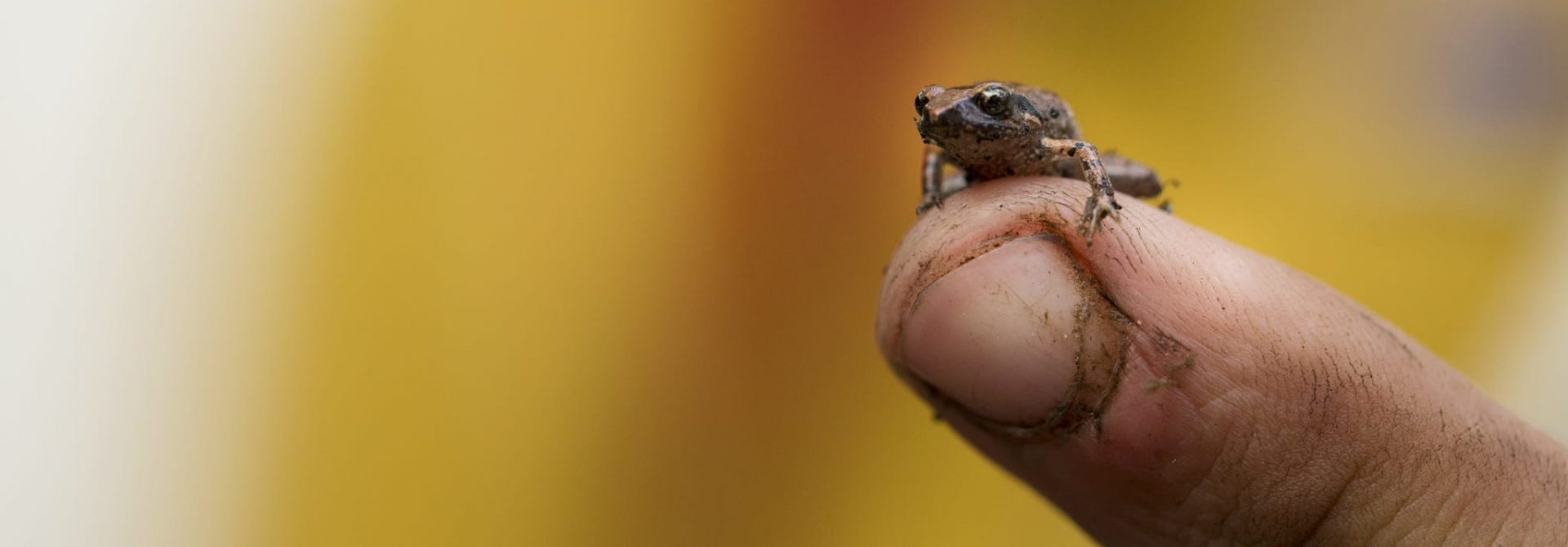 Frog sitting on a finger