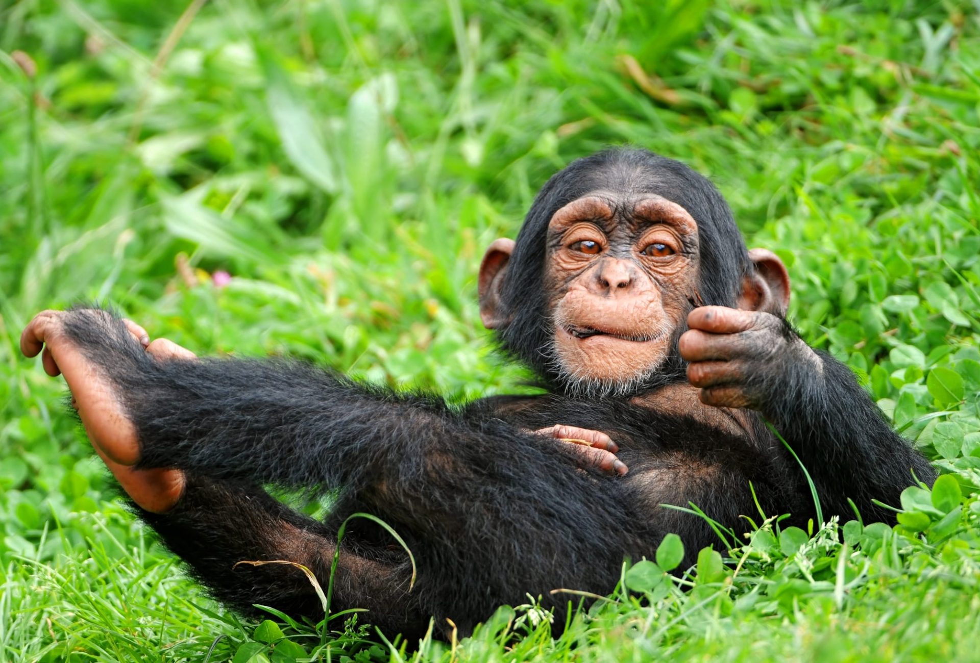 Chimpanzee in grass