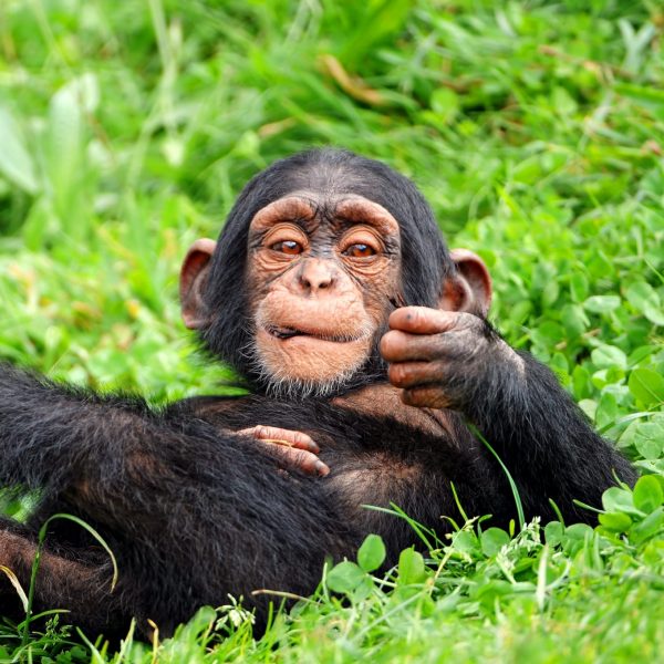 Chimpanzee in grass