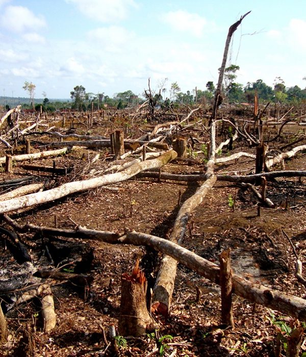 Future threats to the  rainforest