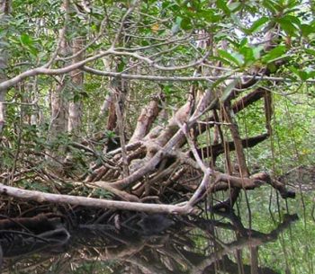 mangrove forest