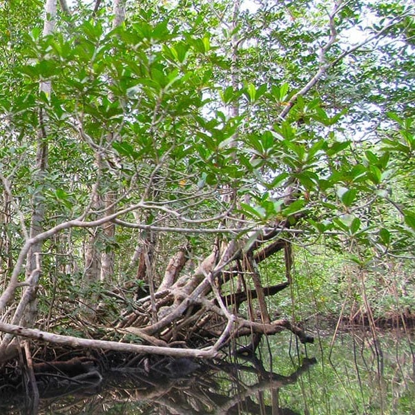 mangrove forest