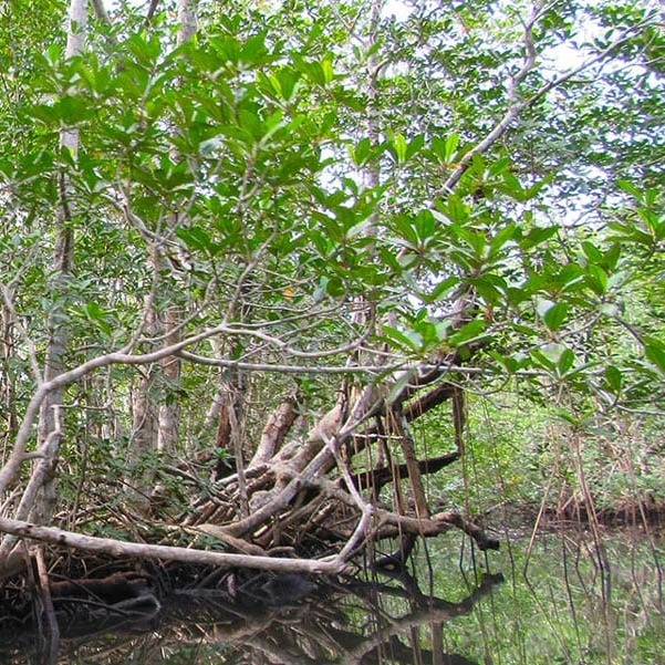 mangrove forest