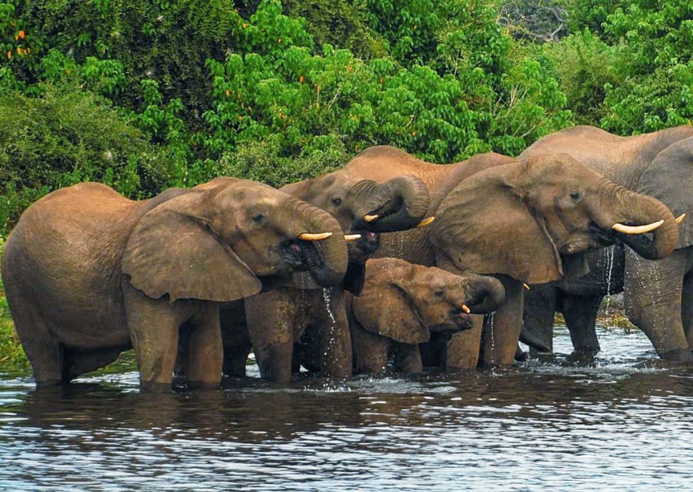 Forest Elephants