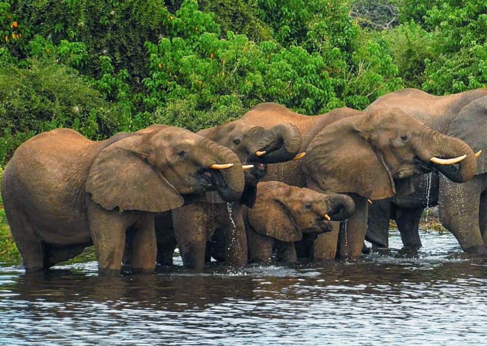 Forest Elephants