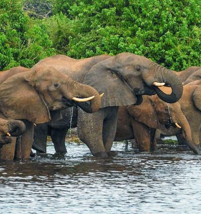 Forest Elephants