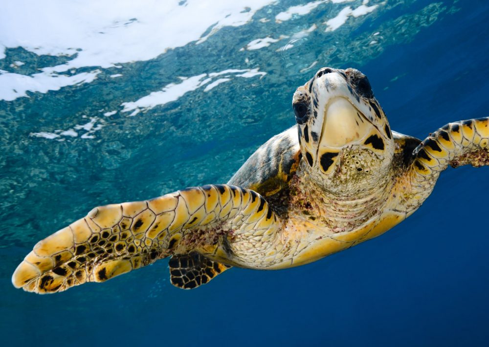 hawksbill turtle