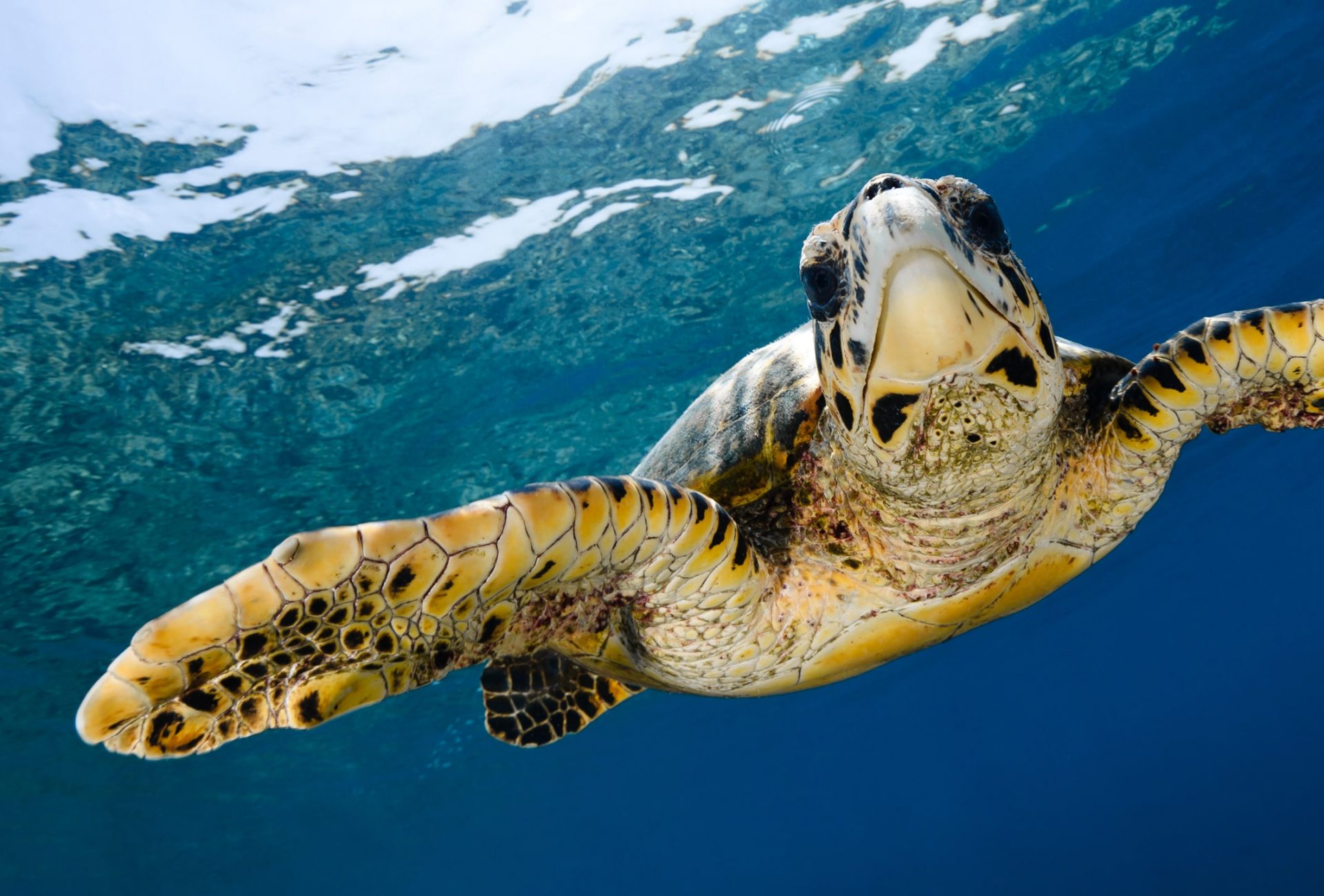 hawksbill turtle