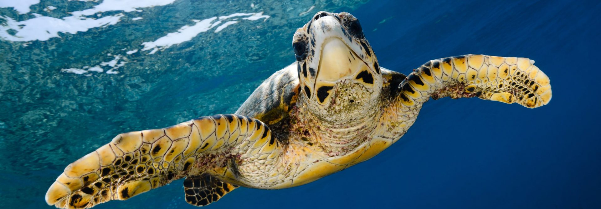 hawksbill turtle