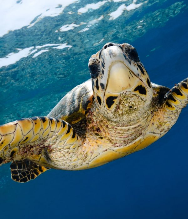 hawksbill turtle