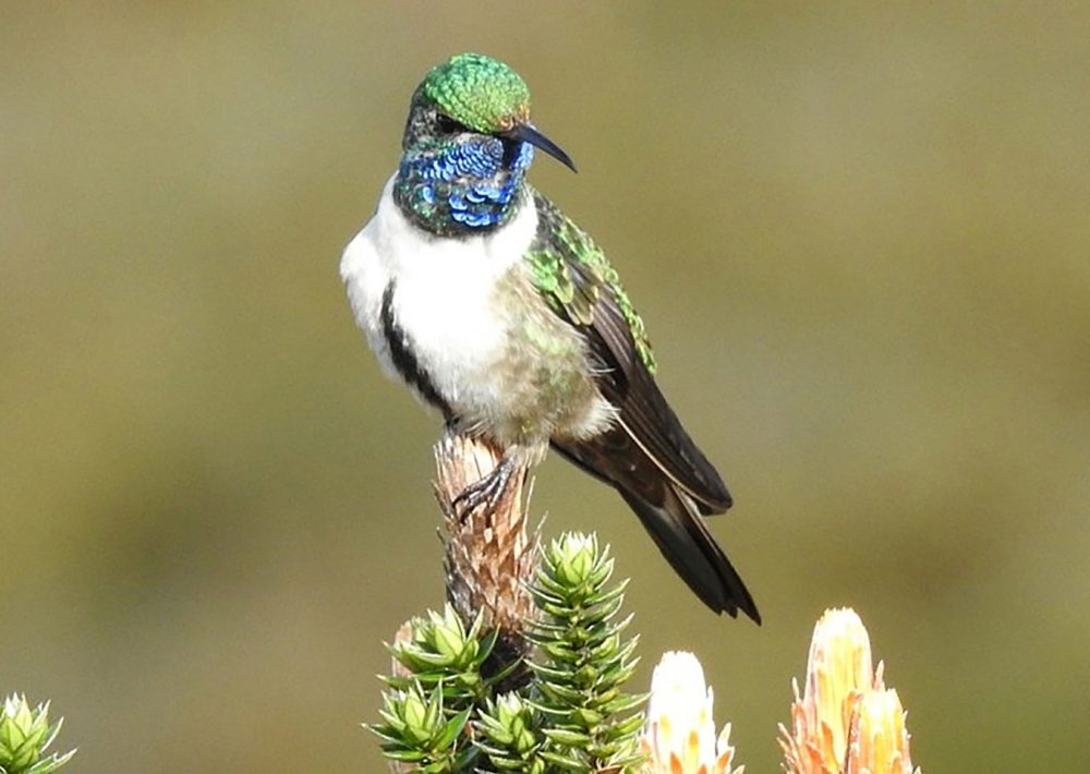 Blue-throated Hillstar bird