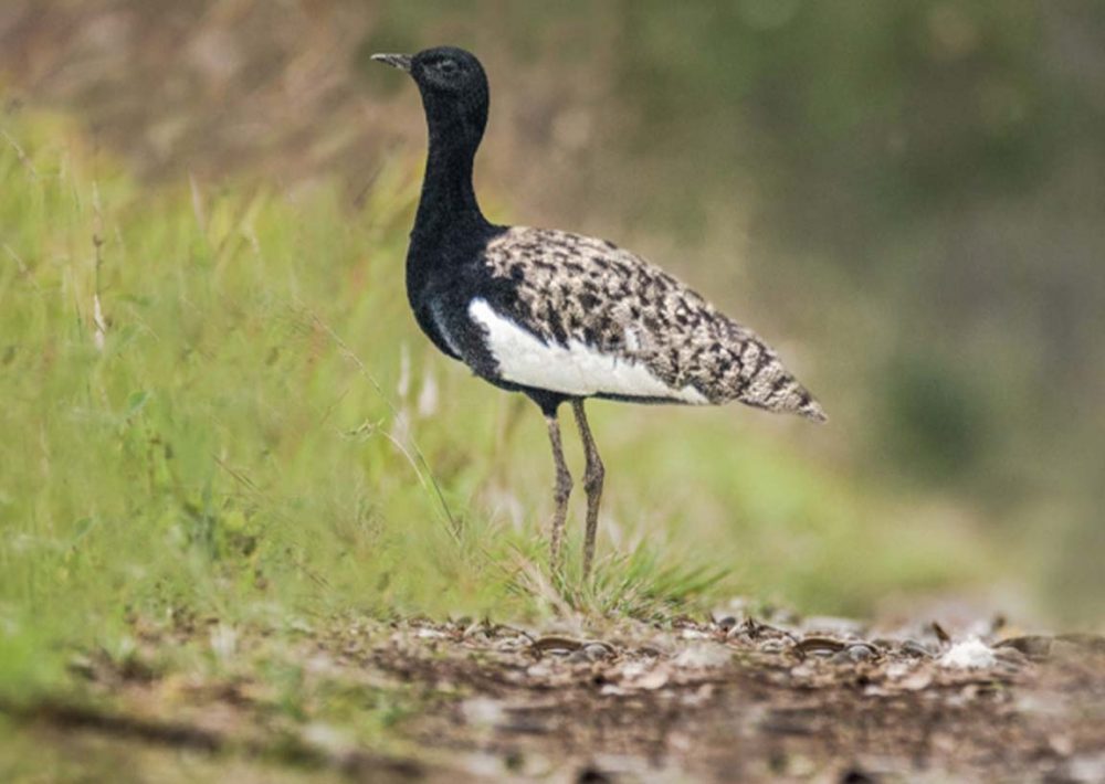 Bengal Florican