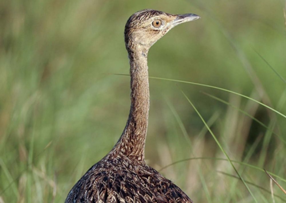 Bengal Florican
