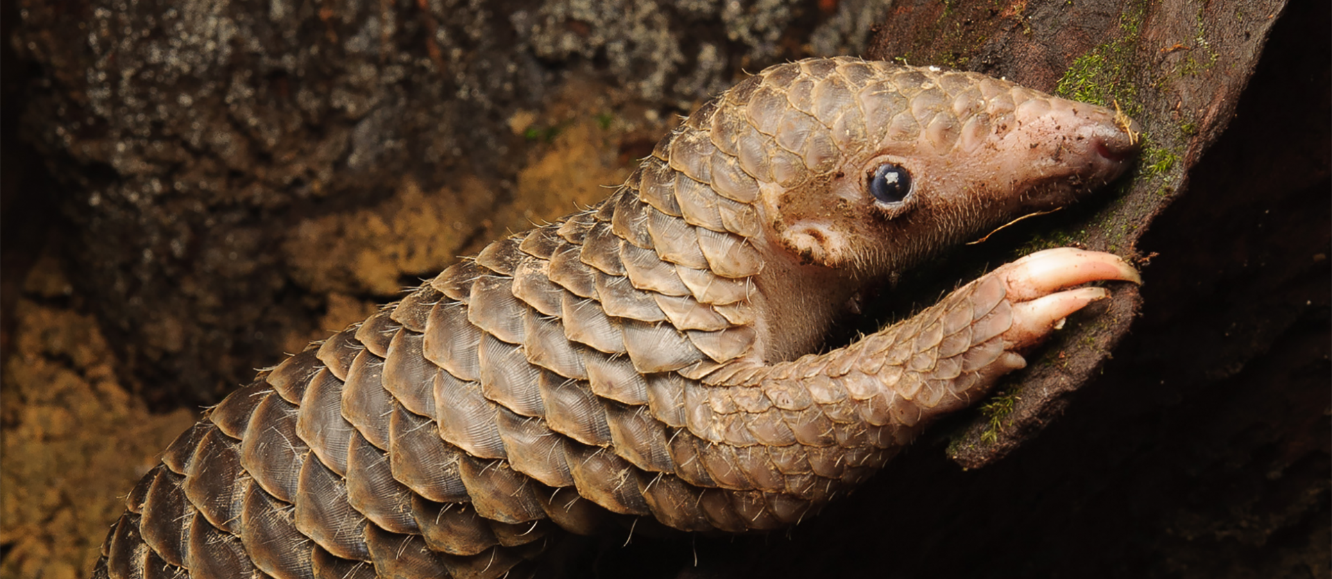 Sunda Pangolin