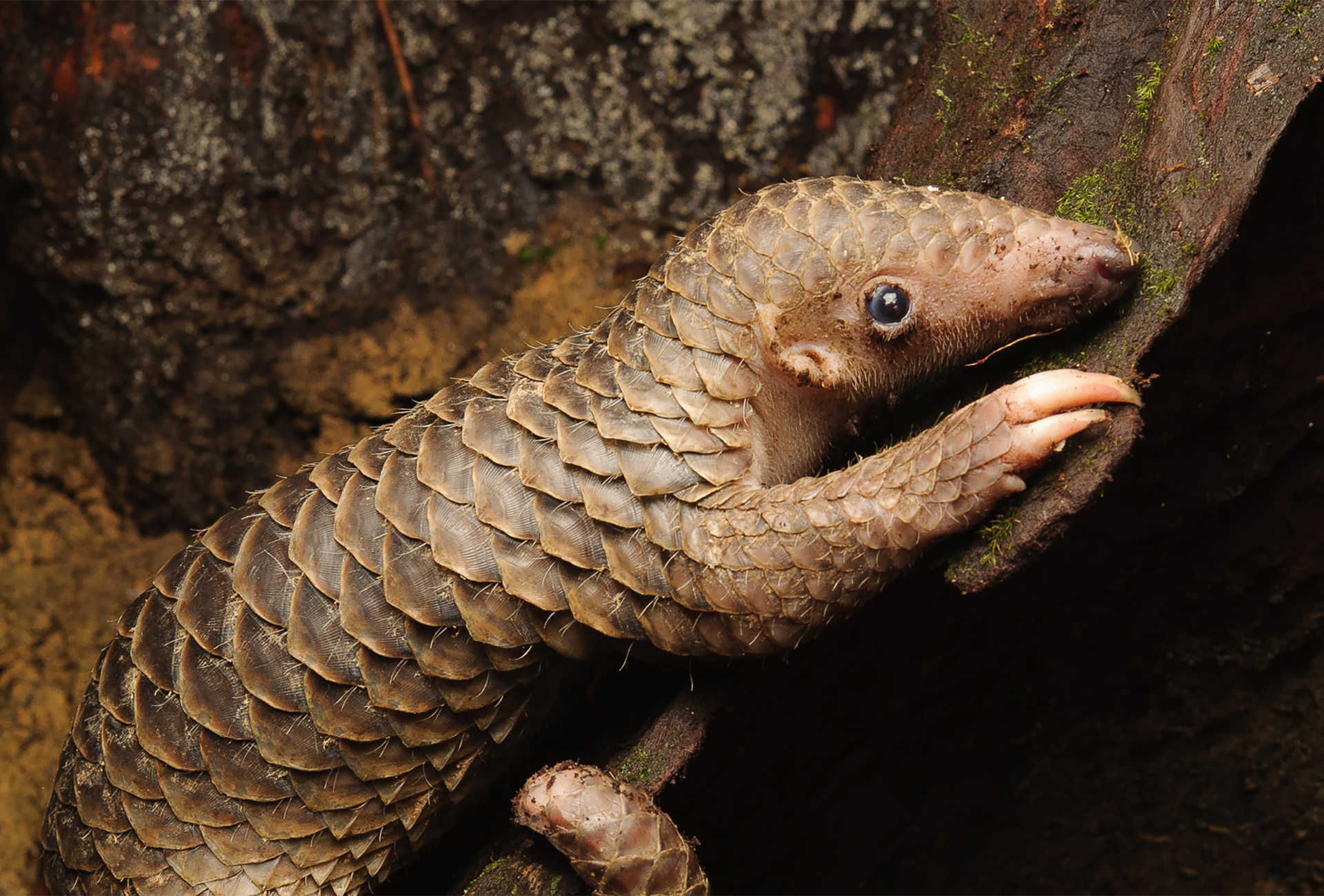 Myanmar Sunda Pangolin