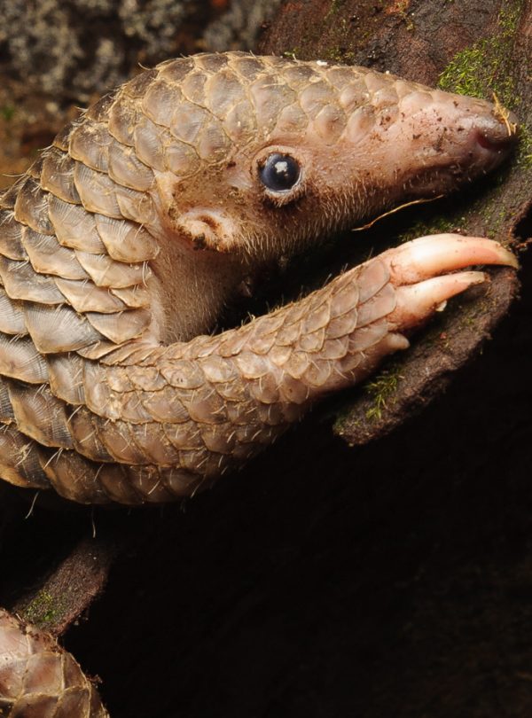 Myanmar-Sunda-Pangolin