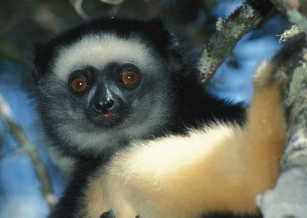 lemur