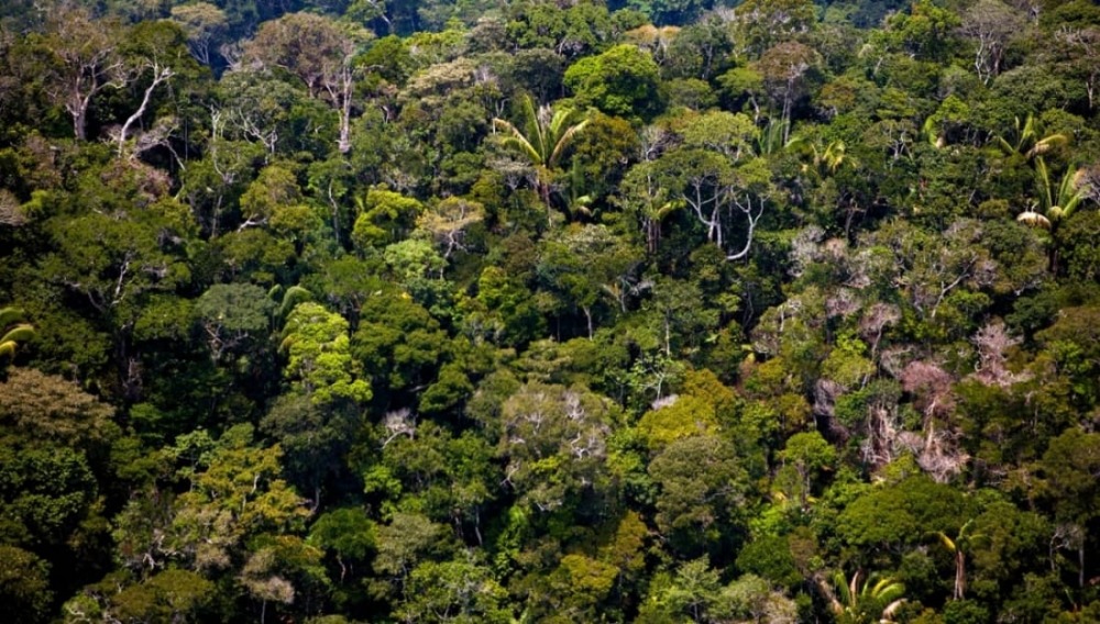 the Peruvian Amazon from above