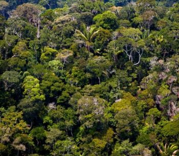 the Peruvian Amazon from above