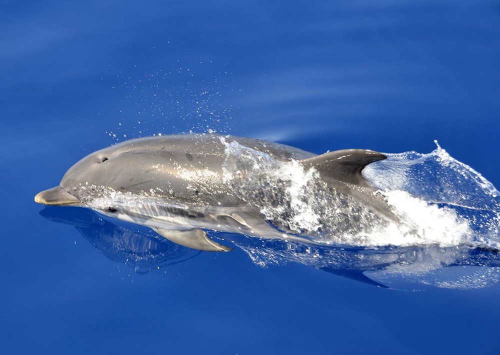 Atlantic Humpback Dolphin