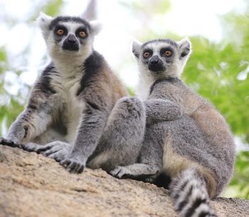 Two Lemurs