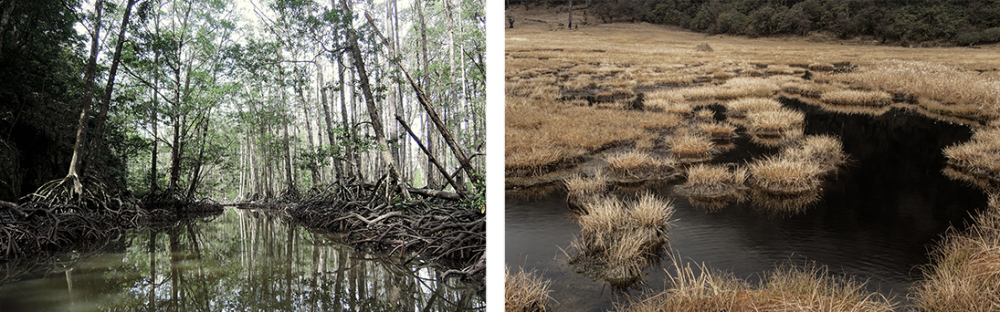mangroves and peatlands3