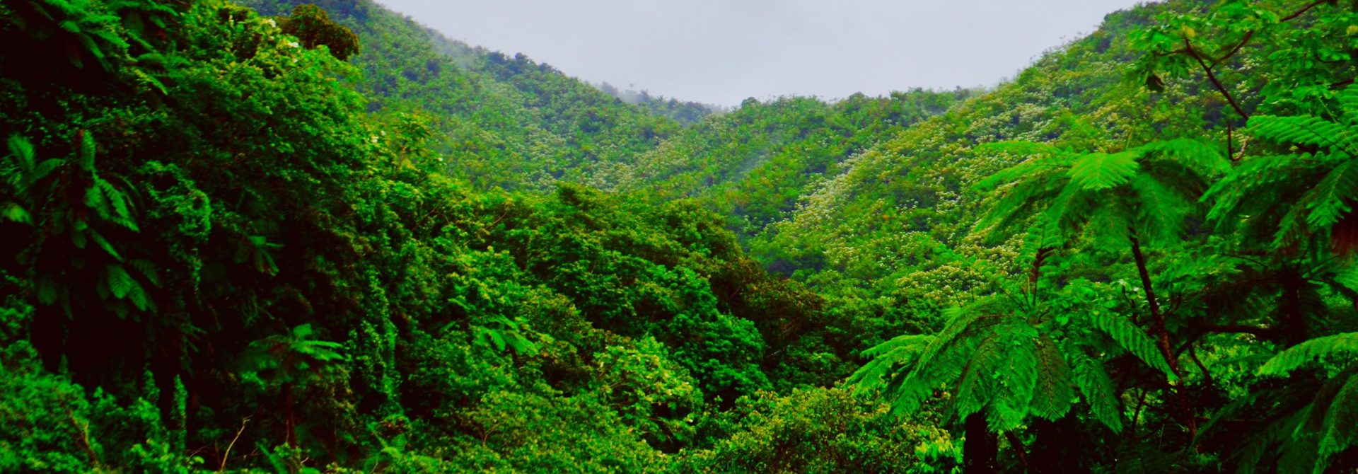 Mountain Covered with Green Trees