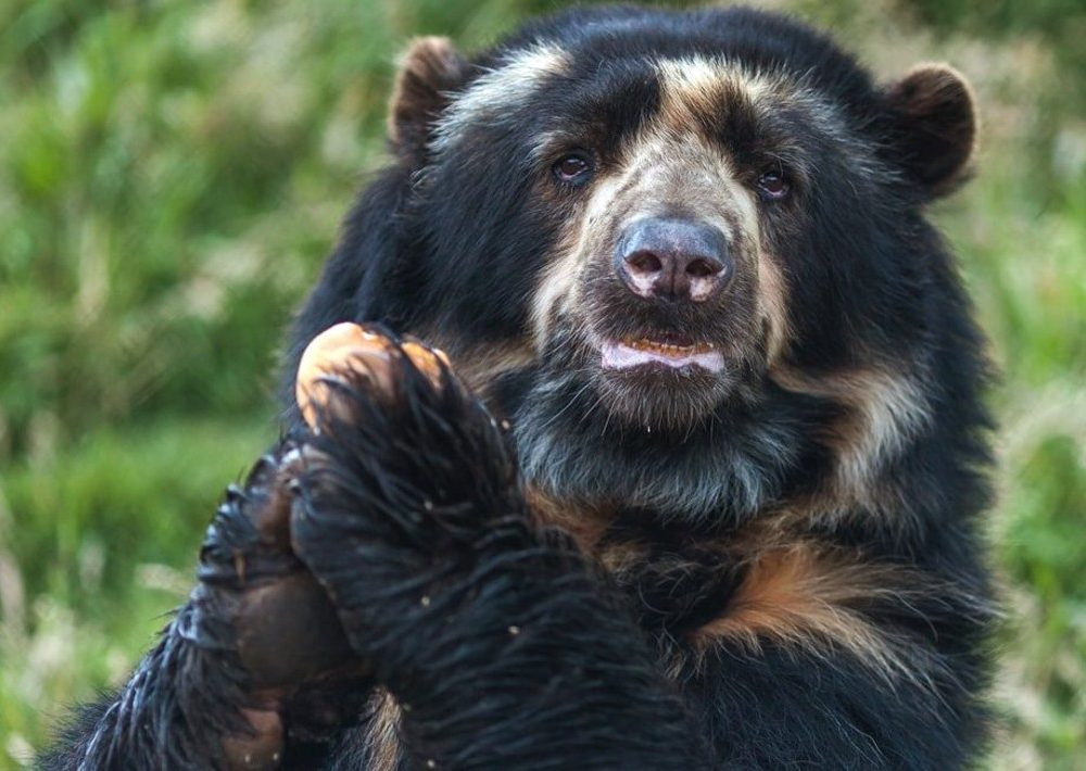 Spectacled Bear sitting in forest