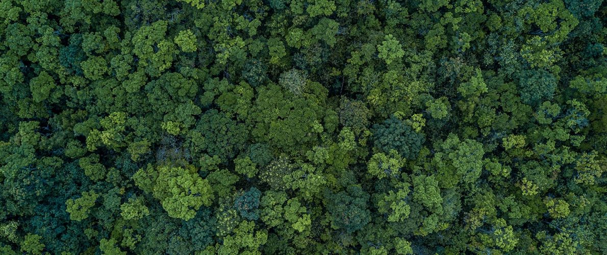 Aerial top view forest, Texture of forest view from above.