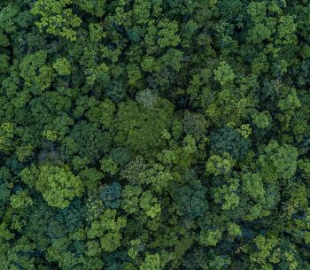 Aerial top view forest, Texture of forest view from above.