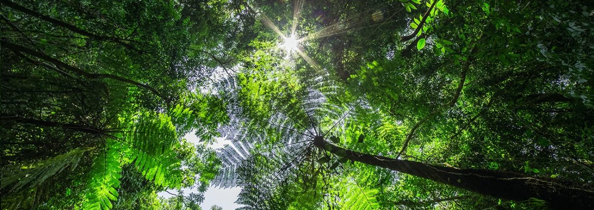 Rainforest