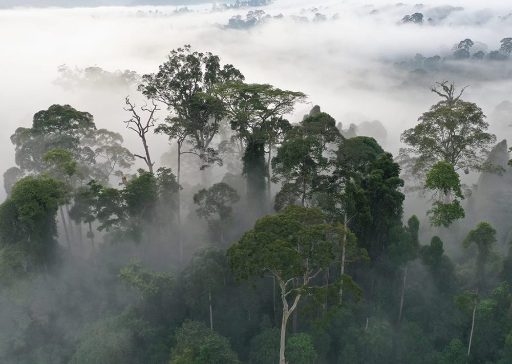 Rainforest in clouds