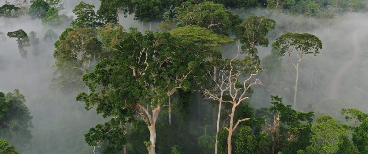 rainforest