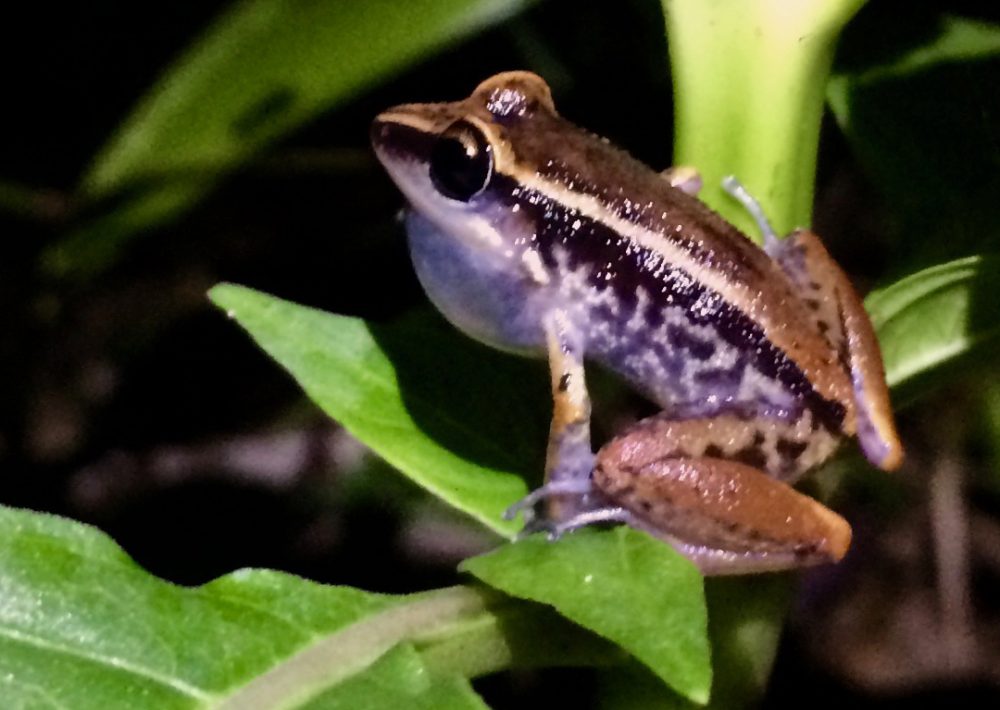 Richmond’s Coqui