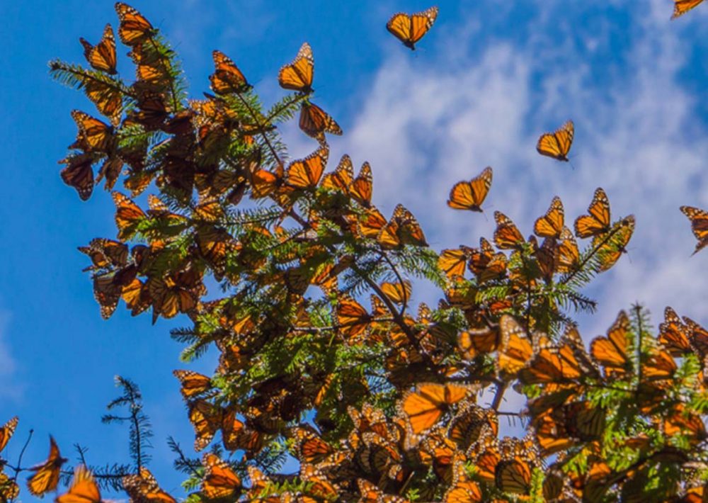 Monarch butterfly