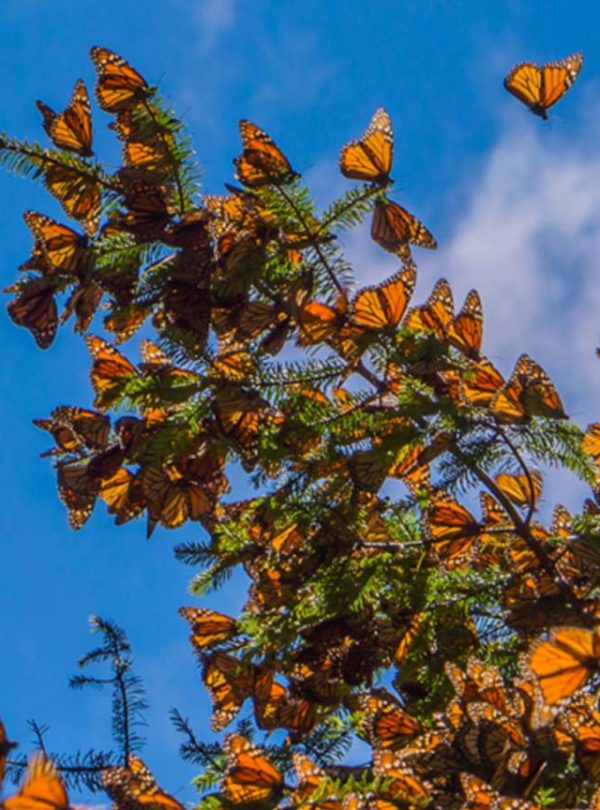 Monarch butterflies cluster on a tree in Mexico