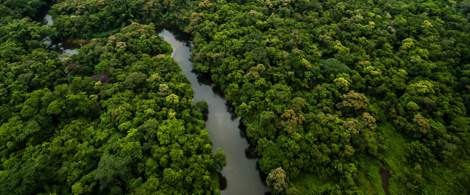 tree covered hills