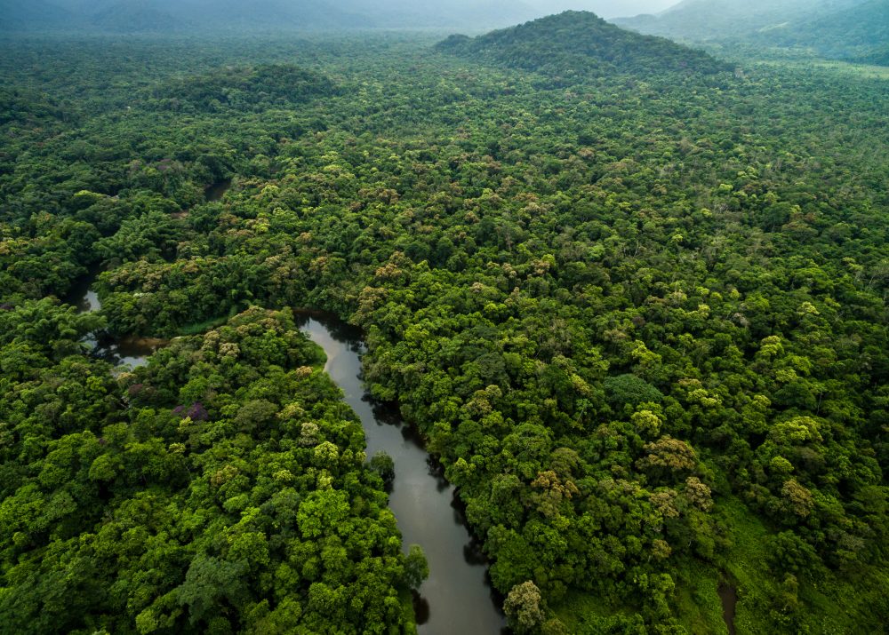 Aerial View of River in Rainforest, Latin America